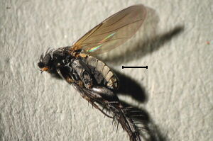 Chaetopleurophora spinosissima