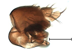 Megaselia annulipes