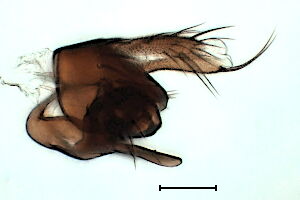 Megaselia basispinata