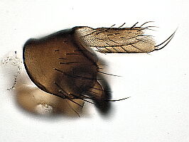 Megaselia campestris