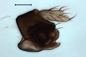 Megaselia flavicans
