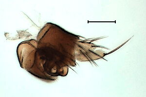 Megaselia hexanophila