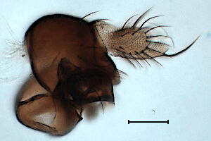 Megaselia hortensis