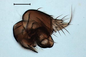 Megaselia largifrontalis