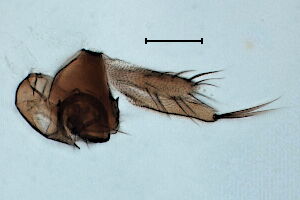 Megaselia melanostola