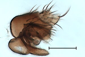 Megaselia propinqua