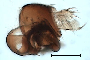 Megaselia subfuscipes