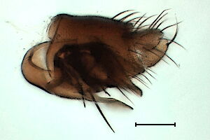 Megaselia vernalis