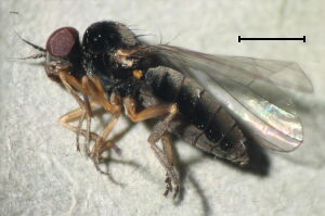 Agathomyia viduella