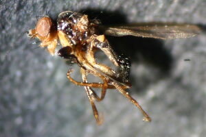 Pseudopomyza atrimana