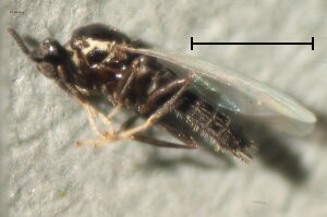 Efcookella albitarsis