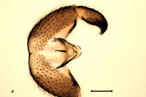 Bradysia pectoralis