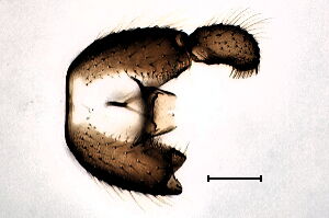 Scatopsciara fluviatiliformis