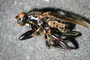 Crumomyia notabilis
