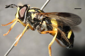 Chrysotoxum bicinctum