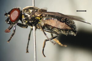 Melanogaster parumplicata