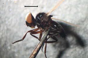 Litophasia hyalipennis