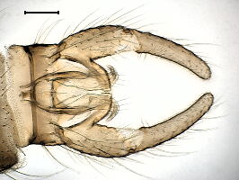 Trichocera rufescens