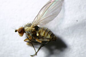 Agromyzidae