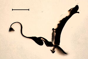 Cerodontha pygmaea