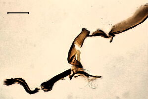 Cerodontha vigneae