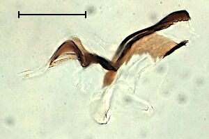 Phytomyza #b