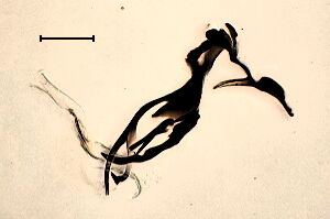 Phytomyza adjuncta