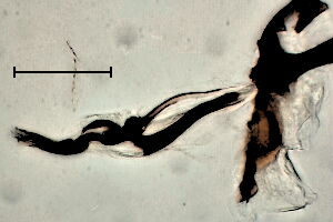 Phytomyza glechomae