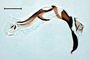 Phytomyza gymnostoma