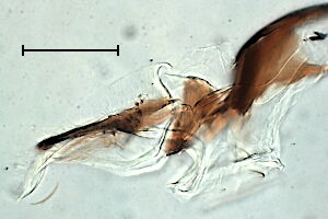 Phytomyza krygeri