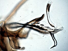 Phytomyza marginella