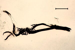 Phytomyza obscurella