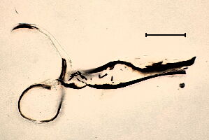 Phytomyza podagrariae