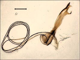 Phytomyza ranunculi