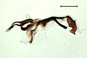 Phytomyza ranunculicola