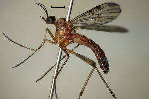 Anisopodidae