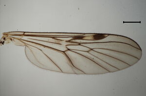 Sylvicola punctatus