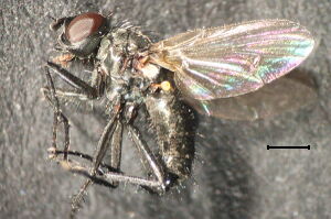 Alliopsis billbergi