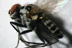 Anthomyia