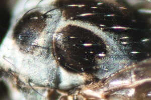 Anthomyia pluvialis