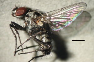 Anthomyia procellaris