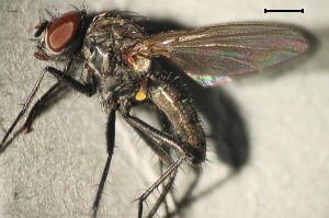 Botanophila