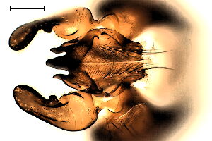 Botanophila fugax