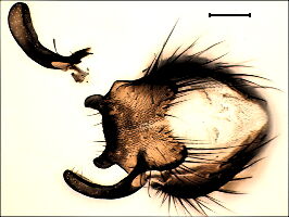 Botanophila phrenione