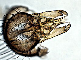 Botanophila seneciella