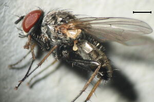 Emmesomyia