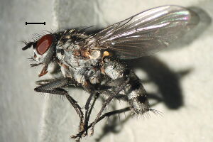 Eustalomyia hilaris