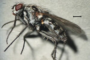 Eustalomyia histrio