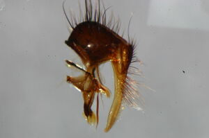 Hydrophoria lancifer