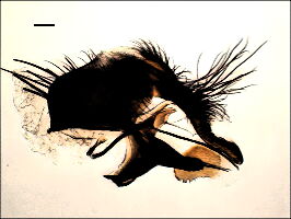 Hydrophoria ruralis